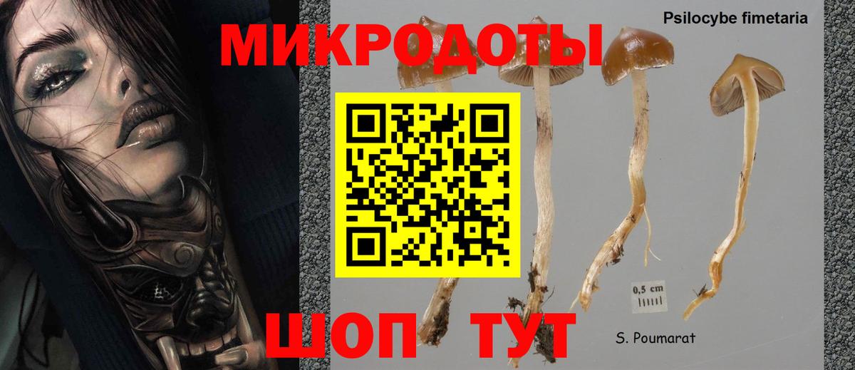 Псилоцибиновые грибы Psilocybine cubensis Краснокаменск